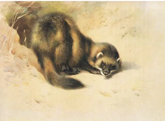 La puzzola, da Mammiferi di Thorburn pubblicato da Longmans and Co, c. 1920