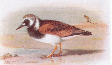 Voltapietre, da Uccelli delle Isole Britanniche e le loro uova, pubblicato da Frederick Warne & Co Ltd, 1958