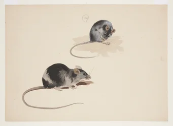 Due studi di ratto nero, c.1915
