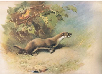 Donnola, da Mammiferi di Thorburn pubblicato da Longmans and Co, c. 1920