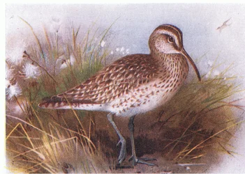 Chiurlo piccolo, da Uccelli delle isole britanniche e le loro uova pubblicato da Frederick Warne & Co Ltd, 1958