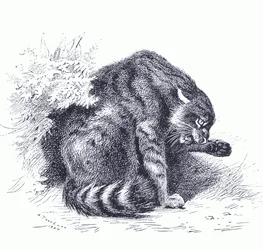 Gatto selvatico, da Mammiferi di Thorburn pubblicato da Longmans e Co, c. 1920
