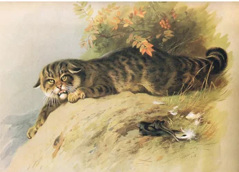Gatto selvatico, da Mammiferi di Thorburn pubblicato da Longmans and Co, c. 1920
