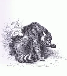 Gatto selvatico, pub. da Book Club Associates