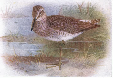 Piro piro boschereccio, da Uccelli delle isole britanniche e le loro uova pubblicato da Frederick Warne & Co Ltd, 1958