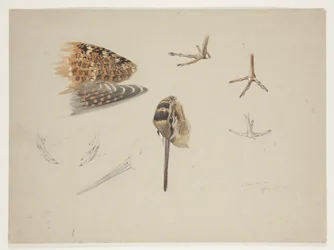 Becco, zampe e ala di beccaccia, ca. 1915