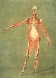 Sistema muscolare profondo della parte anteriore del corpo, tavola 5 da un corso completo di anatomia con testo di Jadelot, inciso dall