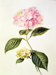 PD.64-1975 Hydrangea hortensia