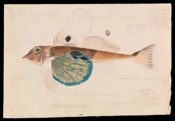 Pesce Farfalla, Lepidotrigla vanessa