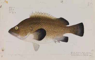 Wirra orientale, Acanthistius ocellatus