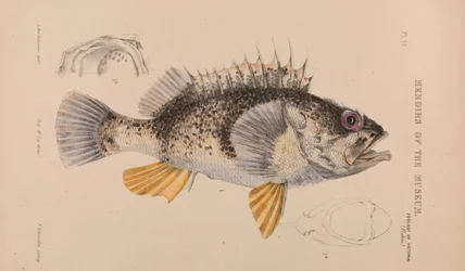 Pesce Oceanico, Helicolenus percoides