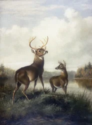 Cervo e cerva