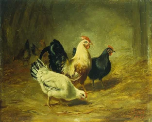 Alimentazione del pollame