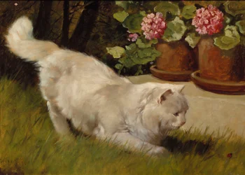 Un Gatto Persiano Bianco con una Coccinella