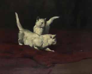 Arthur Heyer Gattino che osserva uno scarabeo
