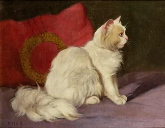 Gatto persiano bianco