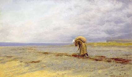 Raccolta di alghe