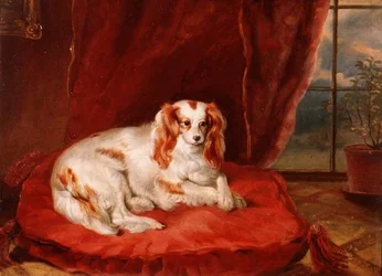 Un Cavalier King Charles Spaniel sdraiato su un cuscino rosso