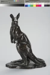 Canguro