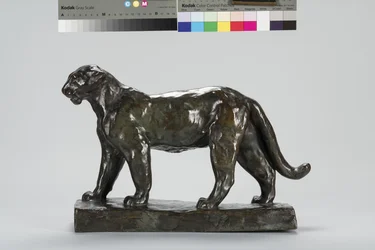 Leopardo che cammina