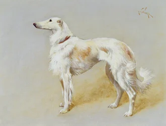 Un cane Borzoi