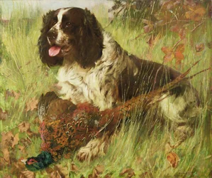 Springer Spaniel con fagiano