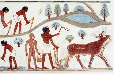 Arte egizia: scena di aratura. Facsimile di caduta da Nakht, periodo di Amenofi II (ca. 1450-1425).