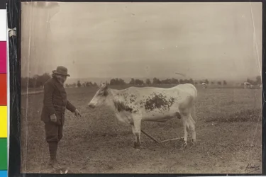 Mucca - Welser Schecke