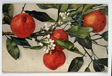 Arance, cartolina