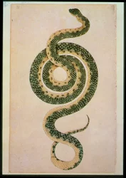 Serpente (incisione)