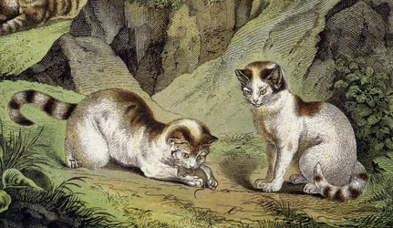 Due gatti che giocano (incisione)