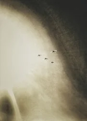 Uccelli che volano nel cielo