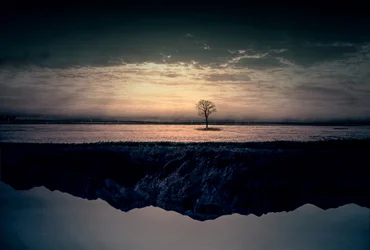 Riflesso di un albero solitario
