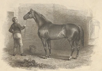 Eclissi americana