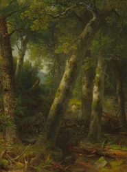 Foresta alla luce del mattino