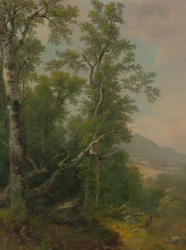 Studio degli alberi