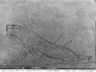Leonessa ferita, dettaglio di un pannello in rilievo raffigurante Assurbanipal II che uccide leoni, dal Palazzo di Assurbanipal II, Nimrud, Iraq, neo-assiro, 668-627 a.C.