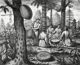Frutti cinesi (Arbor polomie, papaya cinese), incisione da monumenti della Cina