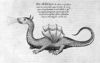 Drago, 1678