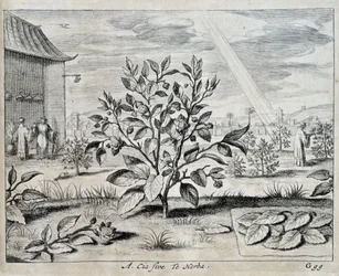 Il camellia - in 
