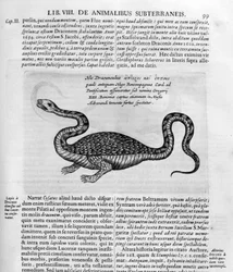 Piccolo drago, 1678