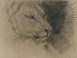 Testa di un leone