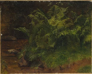 Studio di felce