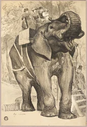 Elefante con cavalieri