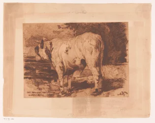 Toro nel prato