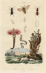 Verme piumato, falena vespa e coleotteri