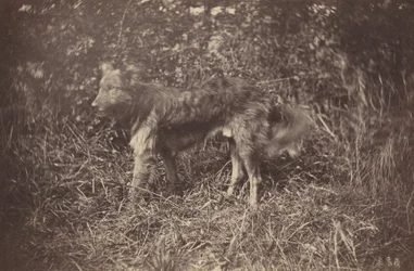 Studio di un Cane, fine 1870s