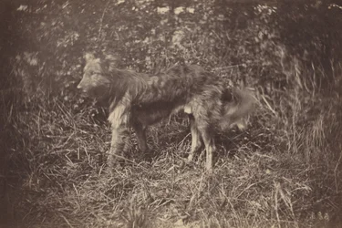 Studio di un cane, fine anni 