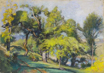 Alberi di Castagno sopra un Fiume