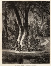 La raccolta di Siri, o betel, la cui foglia rivestita di calce è essenziale per la produzione del Chic locale. Disegno di M. de Molins, per illustrare il suo viaggio a Giava